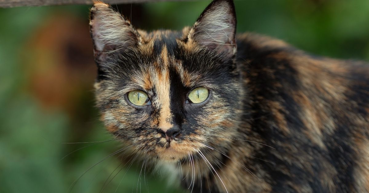 Facts about tortoiseshell store cats